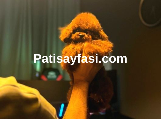 Kore Kan Poodle Bebekler