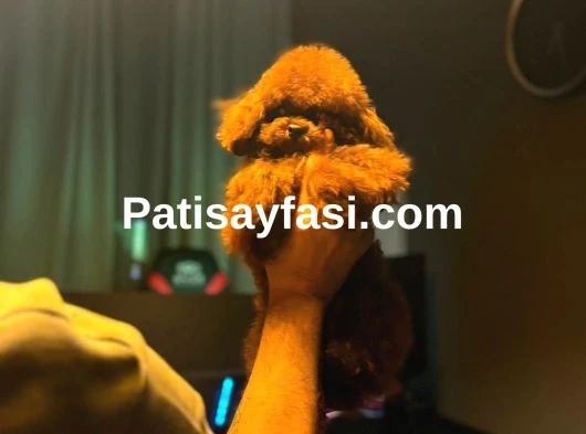 Kore Kan Poodle Bebekler