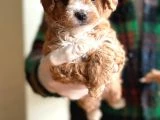 Maltipoo Bebeklerimiz Yeni Evlerine Hazır - 2
