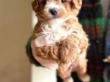 Maltipoo Bebeklerimiz Yeni Evlerine Hazır - 3