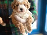 Maltipoo Bebeklerimiz Yeni Evlerine Hazır