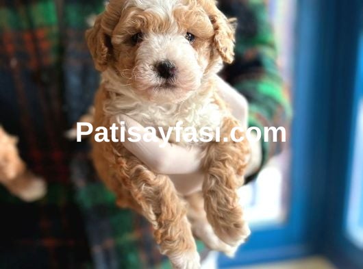 Maltipoo Bebeklerimiz Yeni Evlerine Hazır
