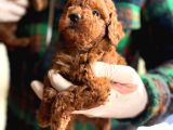 Minik Poodle Yavrularımız