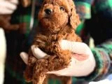 Minik Poodle Yavrularımız