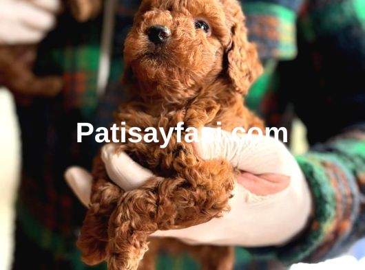 Minik Poodle Yavrularımız