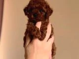 Poodle Bebeklerimiz Sizi Bekliyor