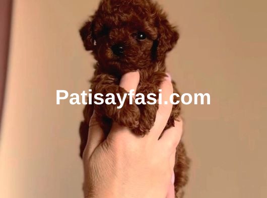 Poodle Bebeklerimiz Sizi Bekliyor