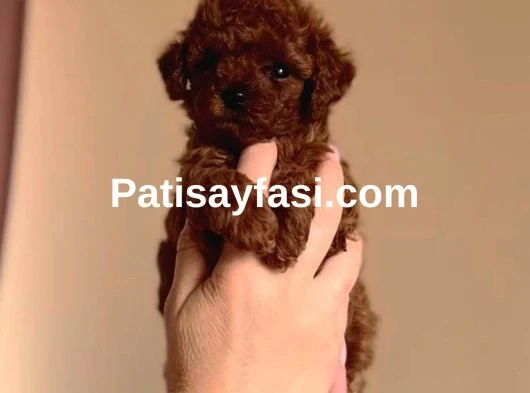 Poodle Bebeklerimiz Sizi Bekliyor