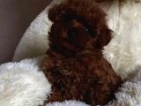 Poodle Bebeklerimiz Sizi Bekliyor - 3