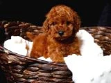 Poodle Bebeklerimiz Sizi Bekliyor - 2