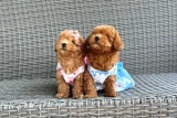 Kore Kan Hattı Belirtilen Toy Poodle Yavruları