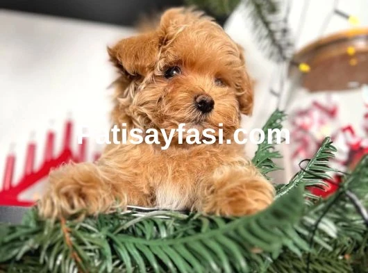 Orjinal Maltipoo Yavrular