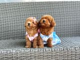 Orjinal Toy Poodle Çocuklar