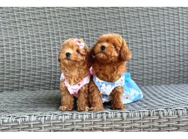 Orjinal Toy Poodle Çocuklar