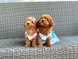 Orjinal Maltipoo Yavrular - 4