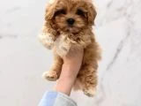 Orjinal Maltipoo Yavrular - 2