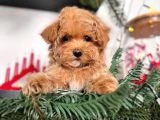 Orjinal Toy Poodle Çocuklar - 3