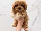 Orjinal Maltipoo Yavrular - 3