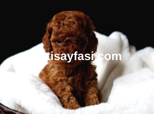 Irk ve Sağlık Garantili Yavrularımız