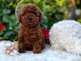 Başka Güzellikte Toy Poodle Yavrular
