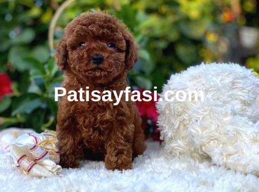 Başka Güzellikte Toy Poodle Yavrular