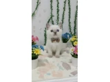 BAL SURAT PONÇİK TESLİME HAZIR - British Shorthair