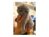 SCOTTISH YAVRUYA ACIL YUVA ARIYORUZ