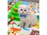 yumoş bal surat ponçikler teslime hazır - Scottish Fold