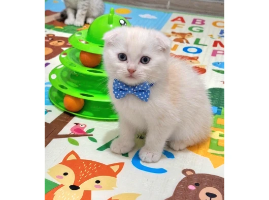 yumoş  bal surat ponçikler teslime hazır