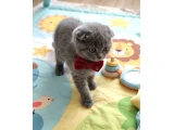 Göz alıcı güzelliğiyle sevimli bebeklerim teslime hazır - 3