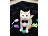 Golden cy12 safkan bebeğim teslime hazır - 3