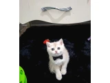 Golden cy12 safkan bebeğim teslime hazır - British Shorthair