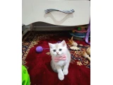 Golden cy12 safkan bebeğim teslime hazır - 2