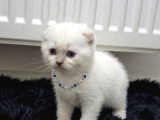Evimizin Yeni Üyesi: Papyonlu ve Karizmatik British Shorthair Yavruları