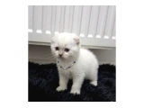 Evimizin Yeni Üyesi: Papyonlu ve Karizmatik British Shorthair Yavruları - 2