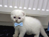 Evimizin Yeni Üyesi: Papyonlu ve Karizmatik British Shorthair Yavruları