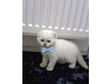Evimizin Yeni Üyesi: Papyonlu ve Karizmatik British Shorthair Yavruları - Scottish Fold