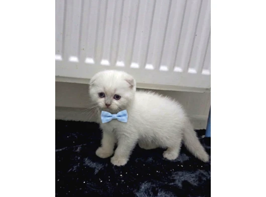 Evimizin Yeni Üyesi: Papyonlu ve Karizmatik British Shorthair Yavruları