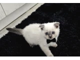 Evimizin Yeni Üyesi: Papyonlu ve Karizmatik British Shorthair Yavruları - 3