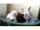 Orjinal üst kalite ponçiklerim - British Shorthair