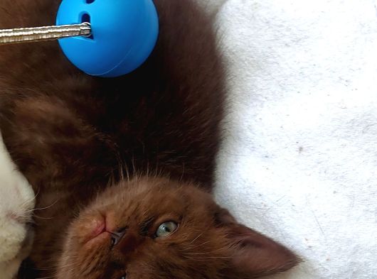 British Shorthair