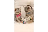 British - British Shorthair