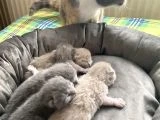 Kaliteli safkan british shorthair bebekler 