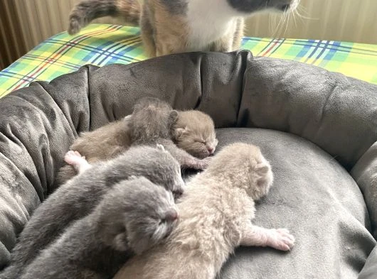 British Shorthair