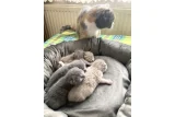 Kaliteli safkan british shorthair bebekler