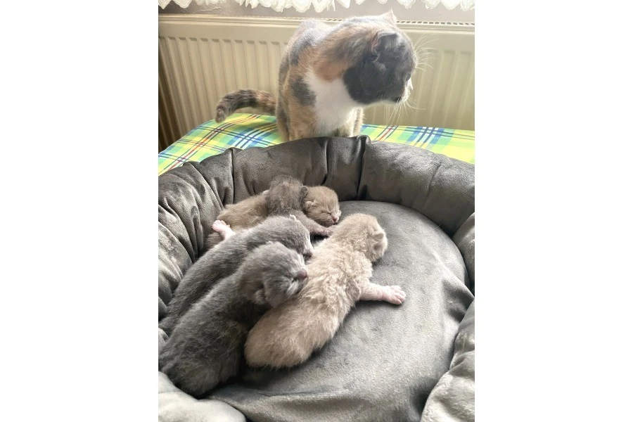 Kaliteli safkan british shorthair bebekler