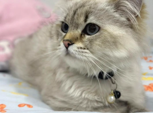 British Longhair