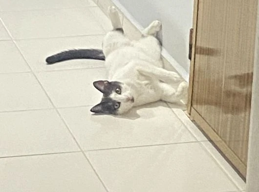 Tekir Kedi