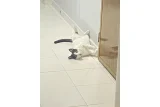 4 yaşındaki kedim Tarkana yuva arıyorum - Tekir Kedi