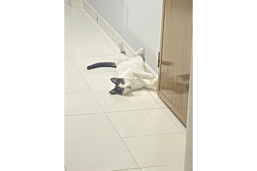 4 yaşındaki kedim Tarkana yuva arıyorum